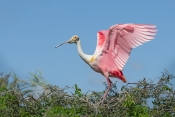 66 ROSEATE SPOONBILL IN BREEDING PLUMAGE by Sheila Sargeant HIGHLY COMMENDED